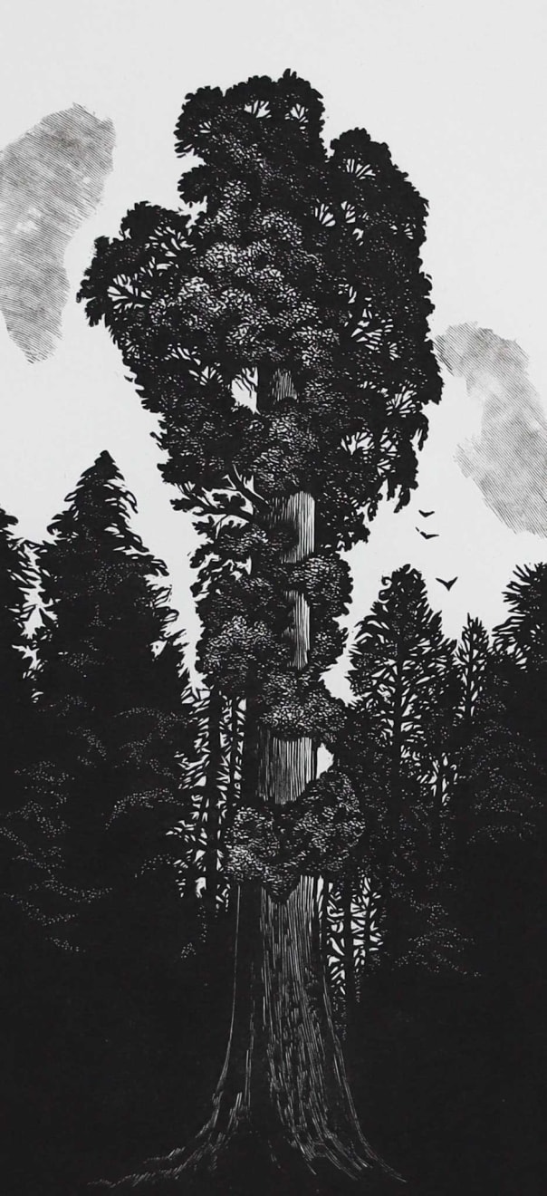 Blaze Cyan, Sequoia, 2025