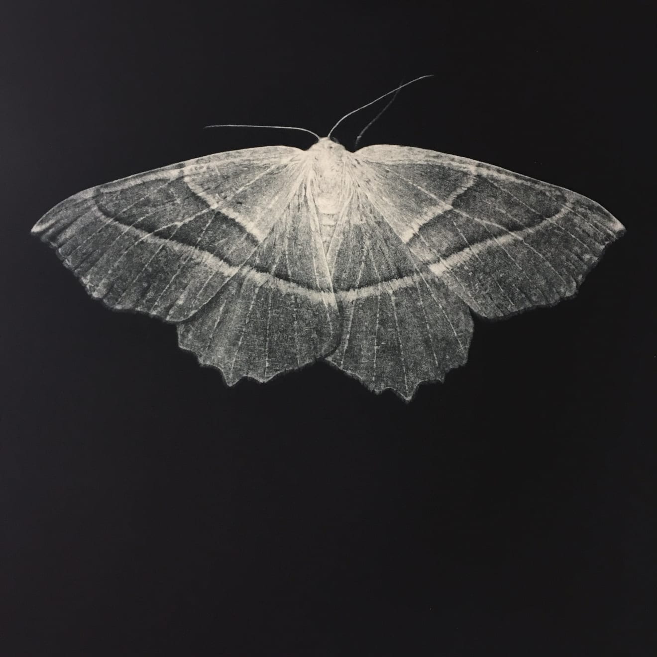 Sarah Gillespie, Pale Emerald Moth , 2019