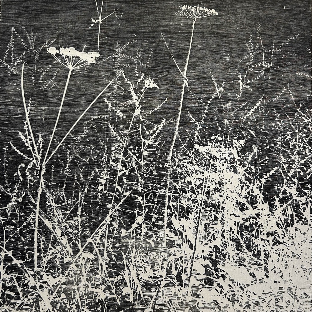 Trevor Price, Wild Chervil Woodcut, 2022