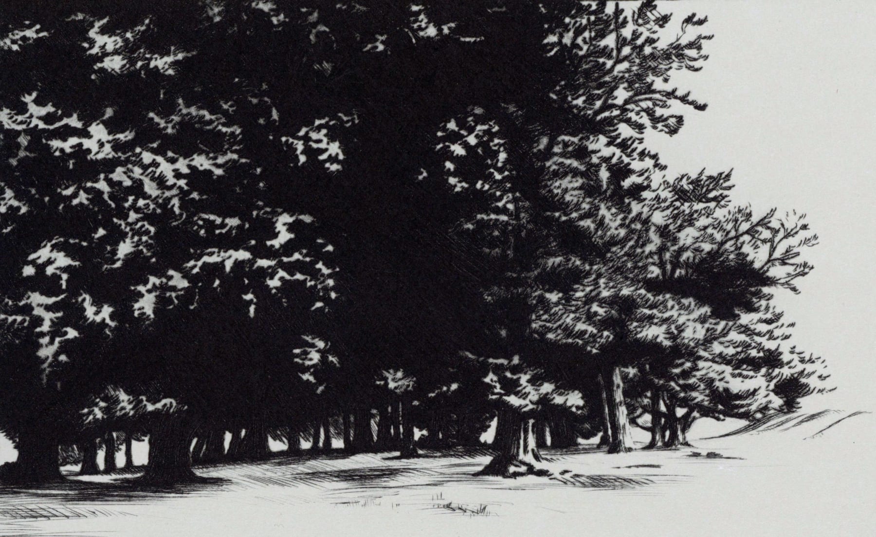 Blaze Cyan, Richmond Park VI, 2023