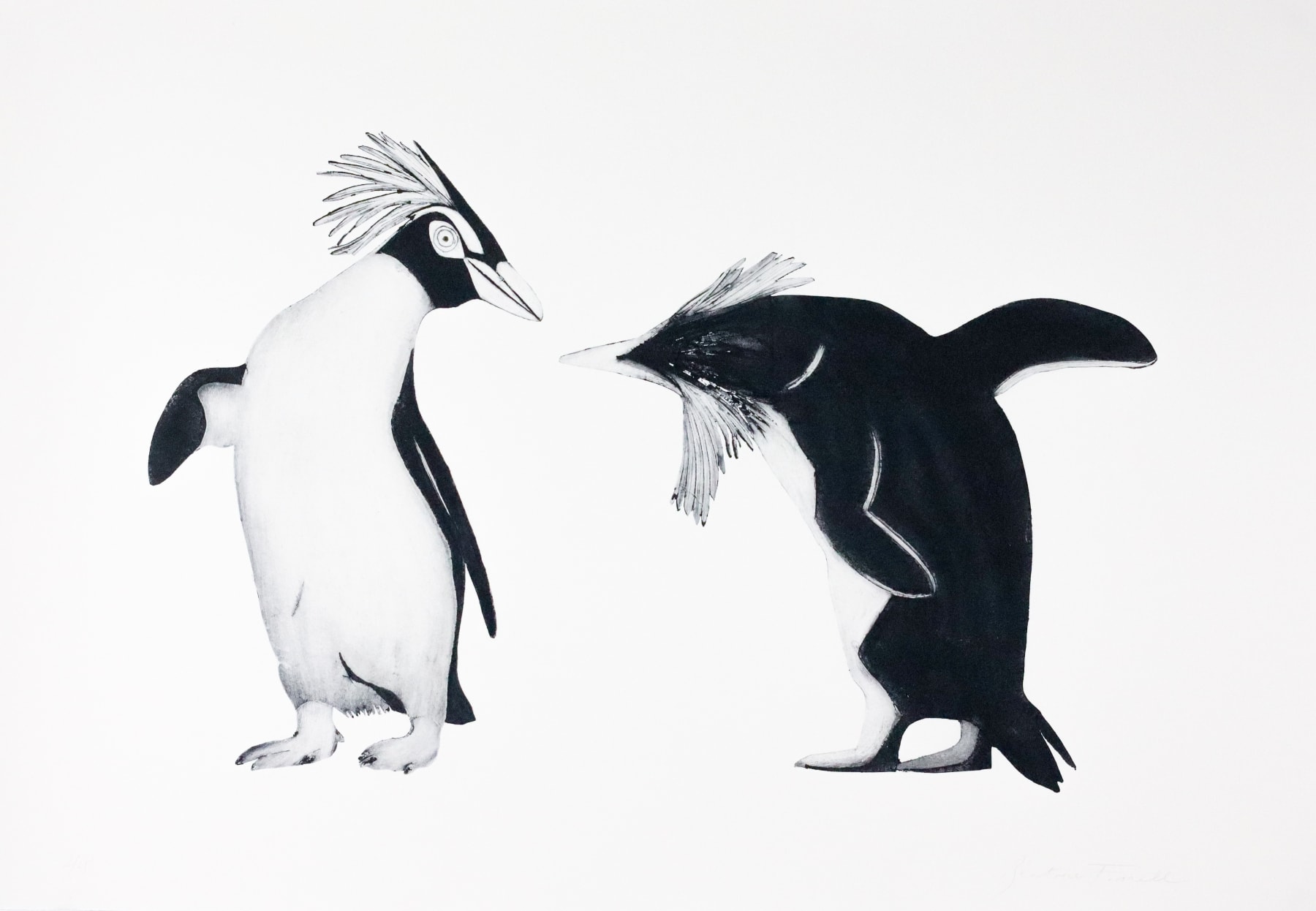 Beatrice Forshall, Northern Rockhopper Penguins