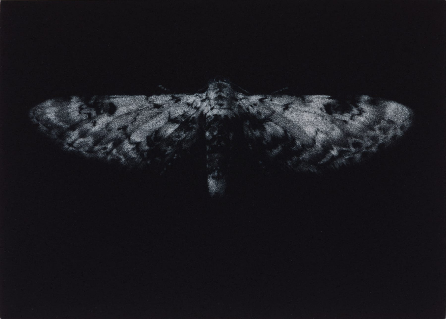 Sarah Gillespie, Lime-speck Pug Moth, 2019