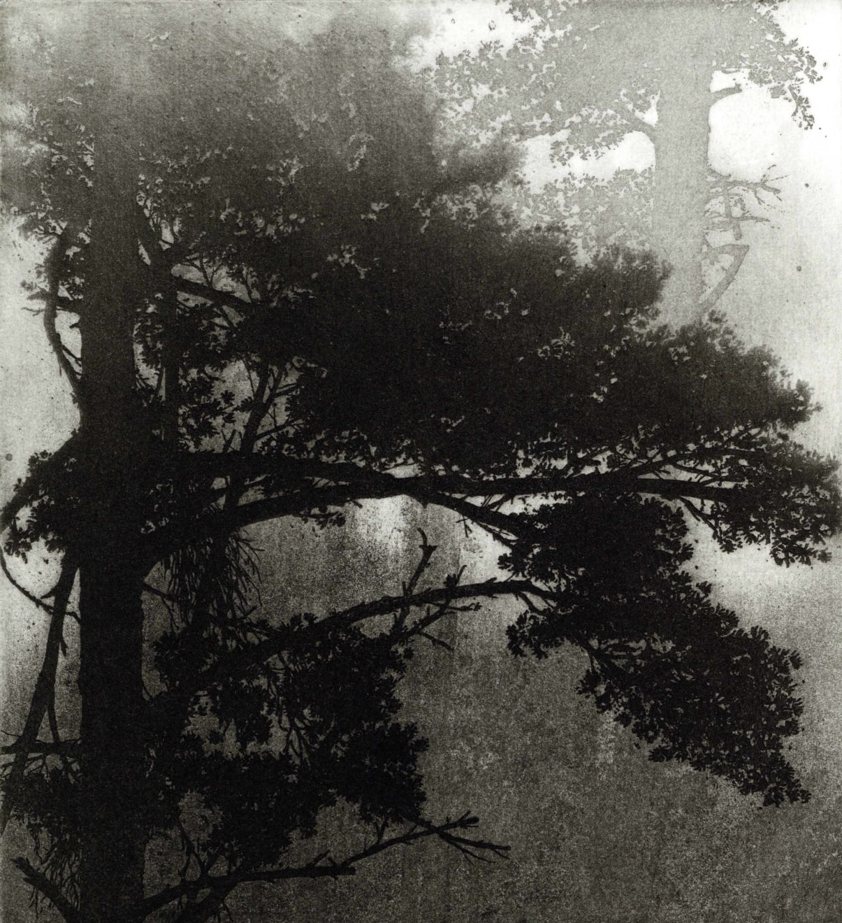 Blaze Cyan, Fog, 2023