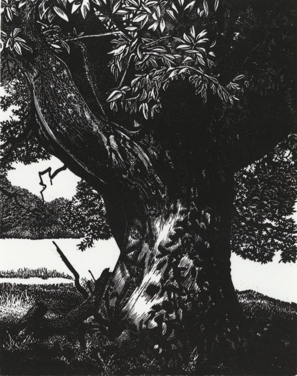 Dulwich College Secret Bid Auction 2025, Lot 39: Blaze Cyan - Sweet Chestnut at Croft Castle, 2023