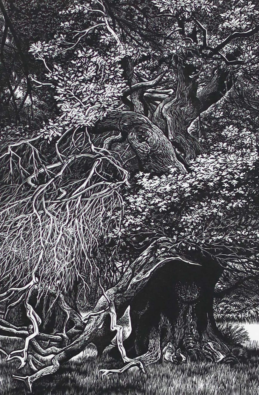 Blaze Cyan, Staverton Thicks, 2025