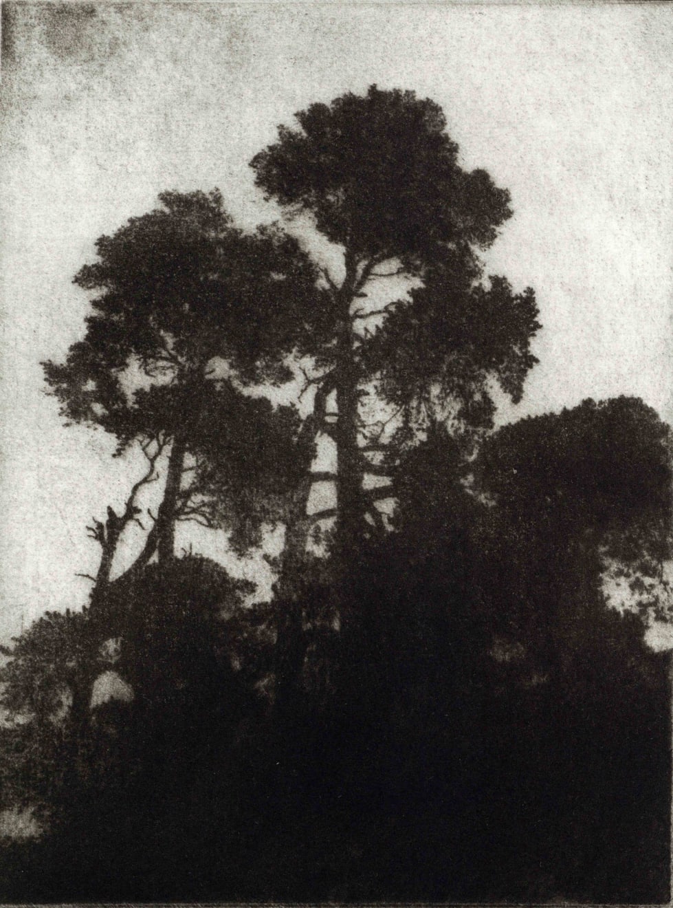 Blaze Cyan, Kingly Vale V, 2023