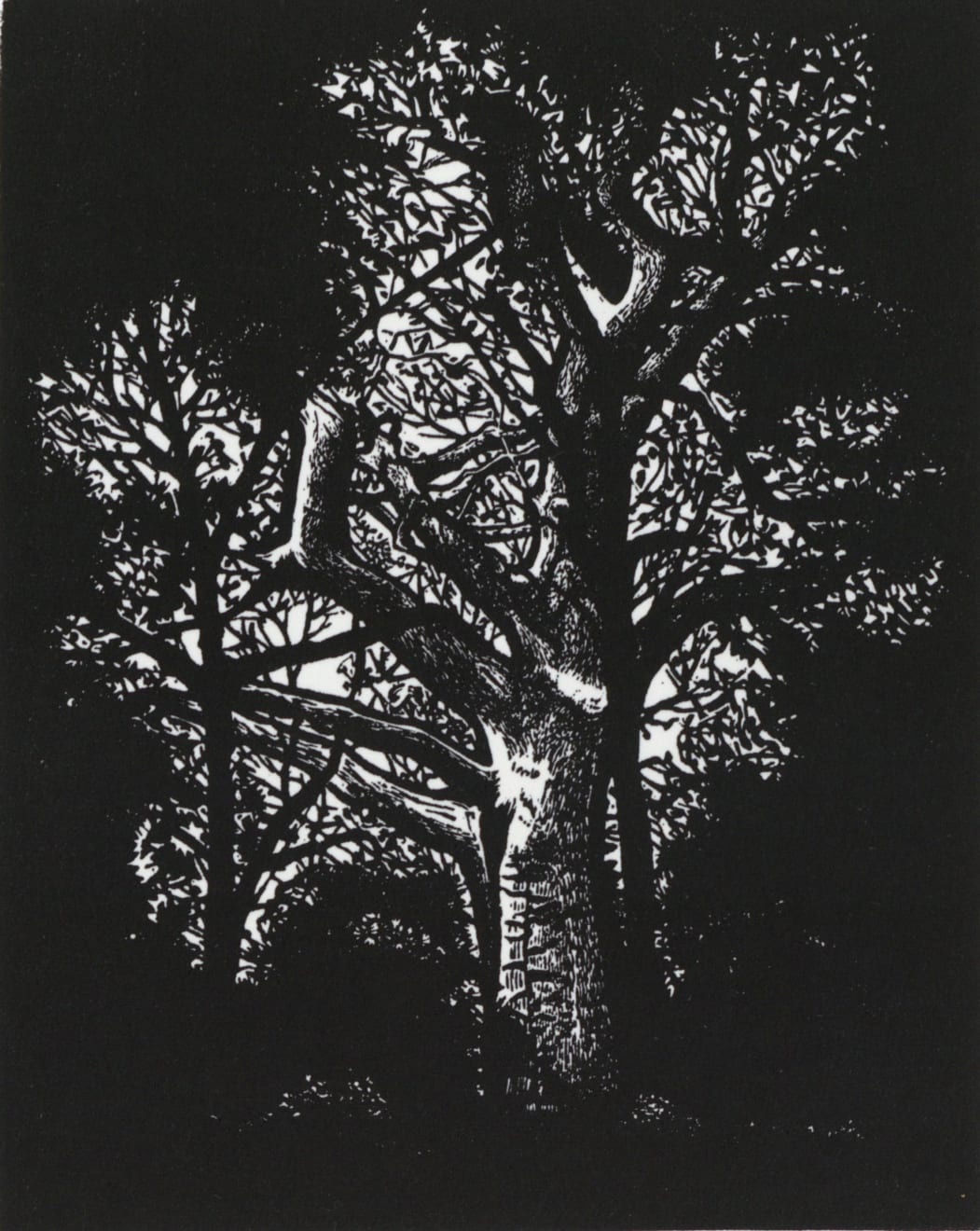 Blaze Cyan, The Hidden Oak, Tisbury Woods, 2023