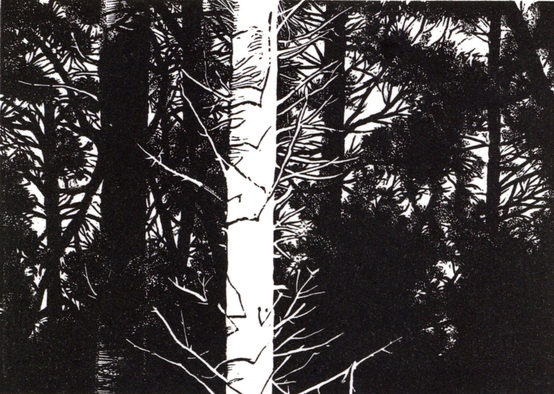 Blaze Cyan, Pine Forest, 2023