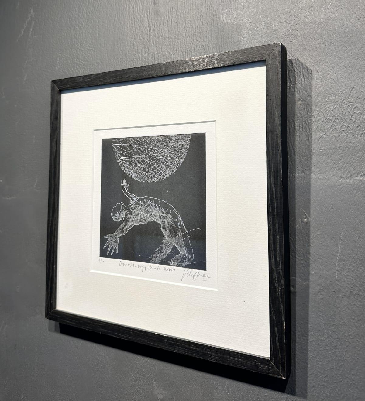 Veta Gorner, Ornithology Plate 28, 2011