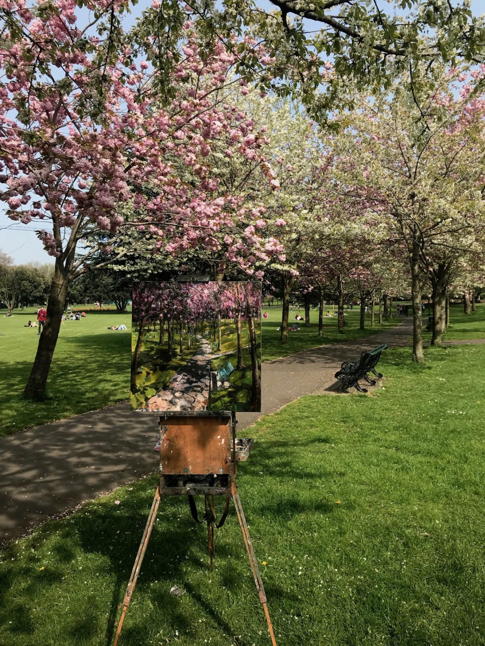20 APRIL 2019 HERBERT PARK, DUBLIN Cherry Blossom in Herbert Park photo: Gerard Byrne