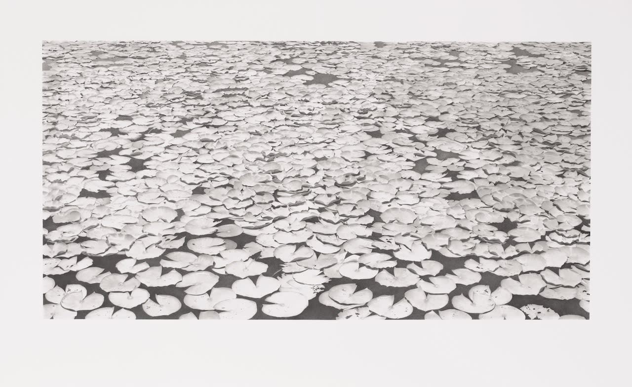 Li Trieb, Seerosen I, 18.12.2012-9:21 – 14.4.2015-20:57 | 38890 Minuten gezeichnete Zeit