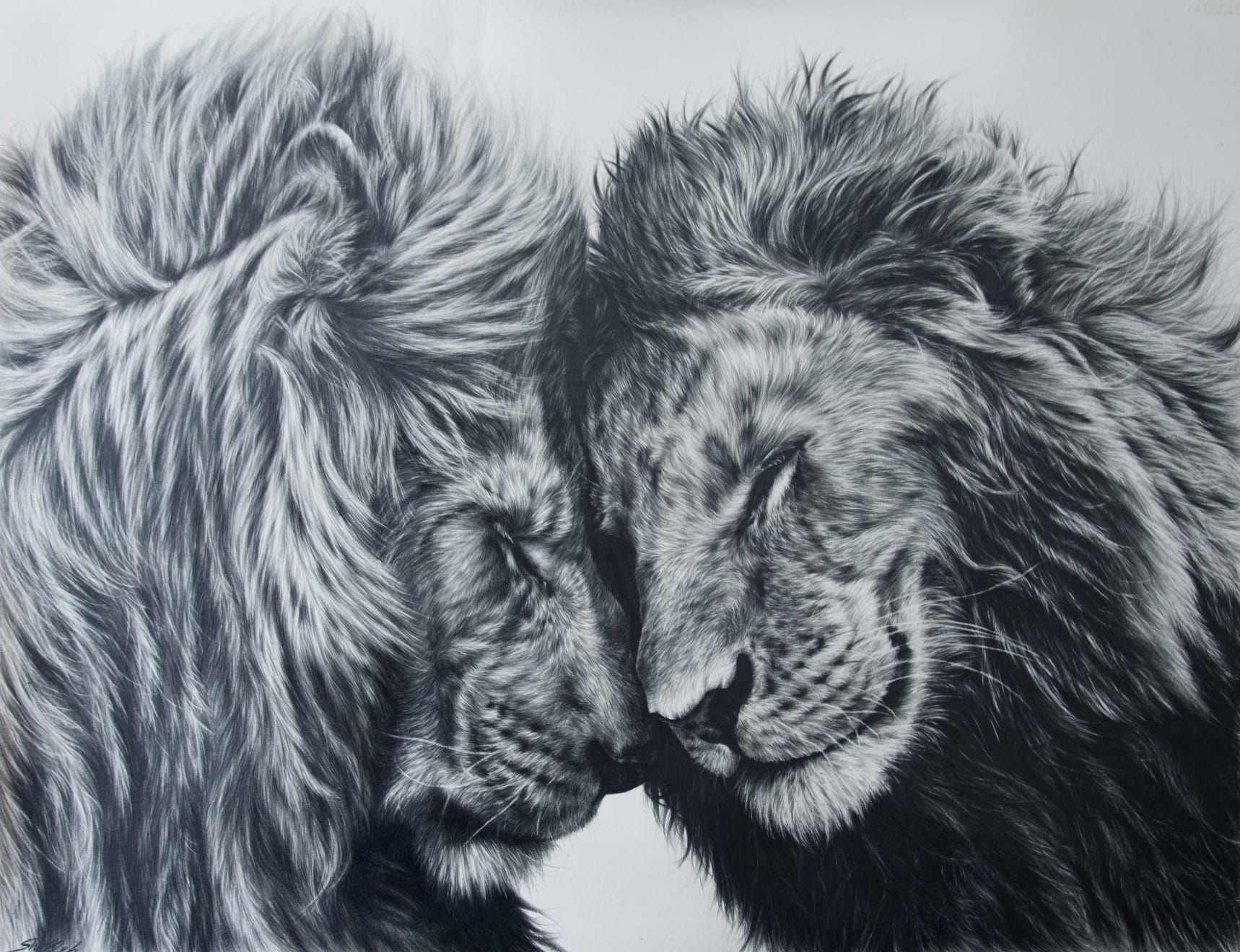 Animals, A brother’s bond, 2020