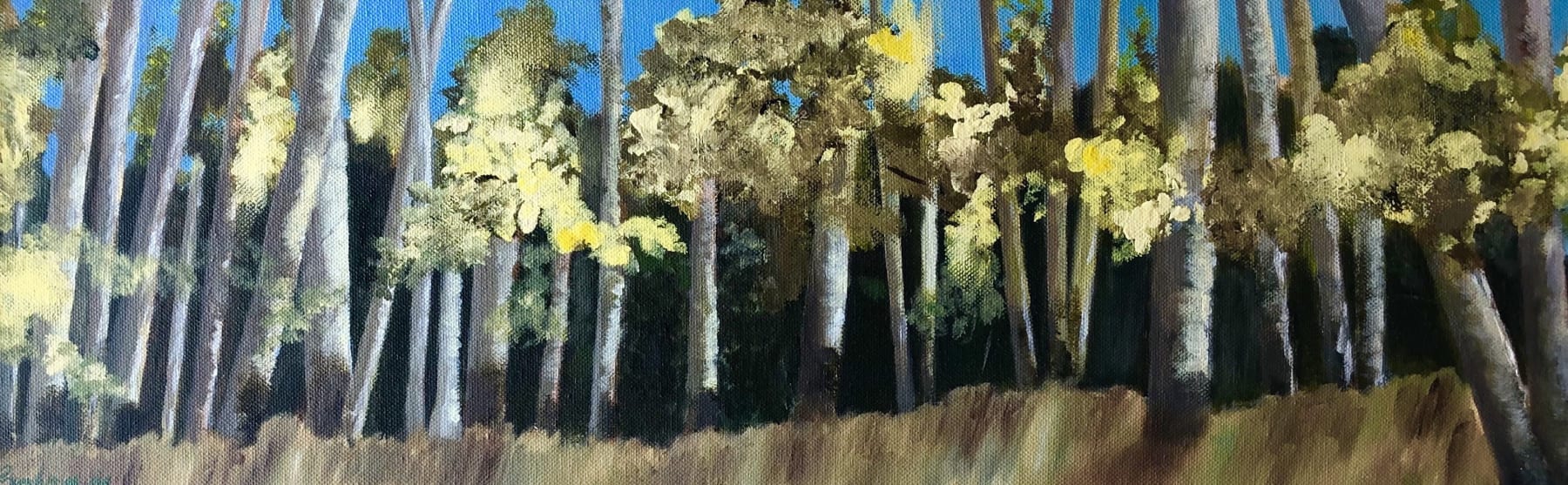 Sahar Paydar, Aspen Grooves