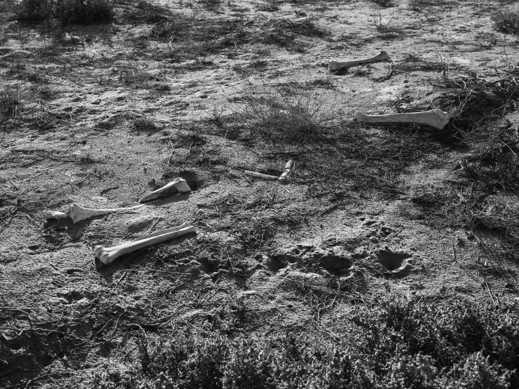 Farah Al Qasimi, Camel Bones, n.d.