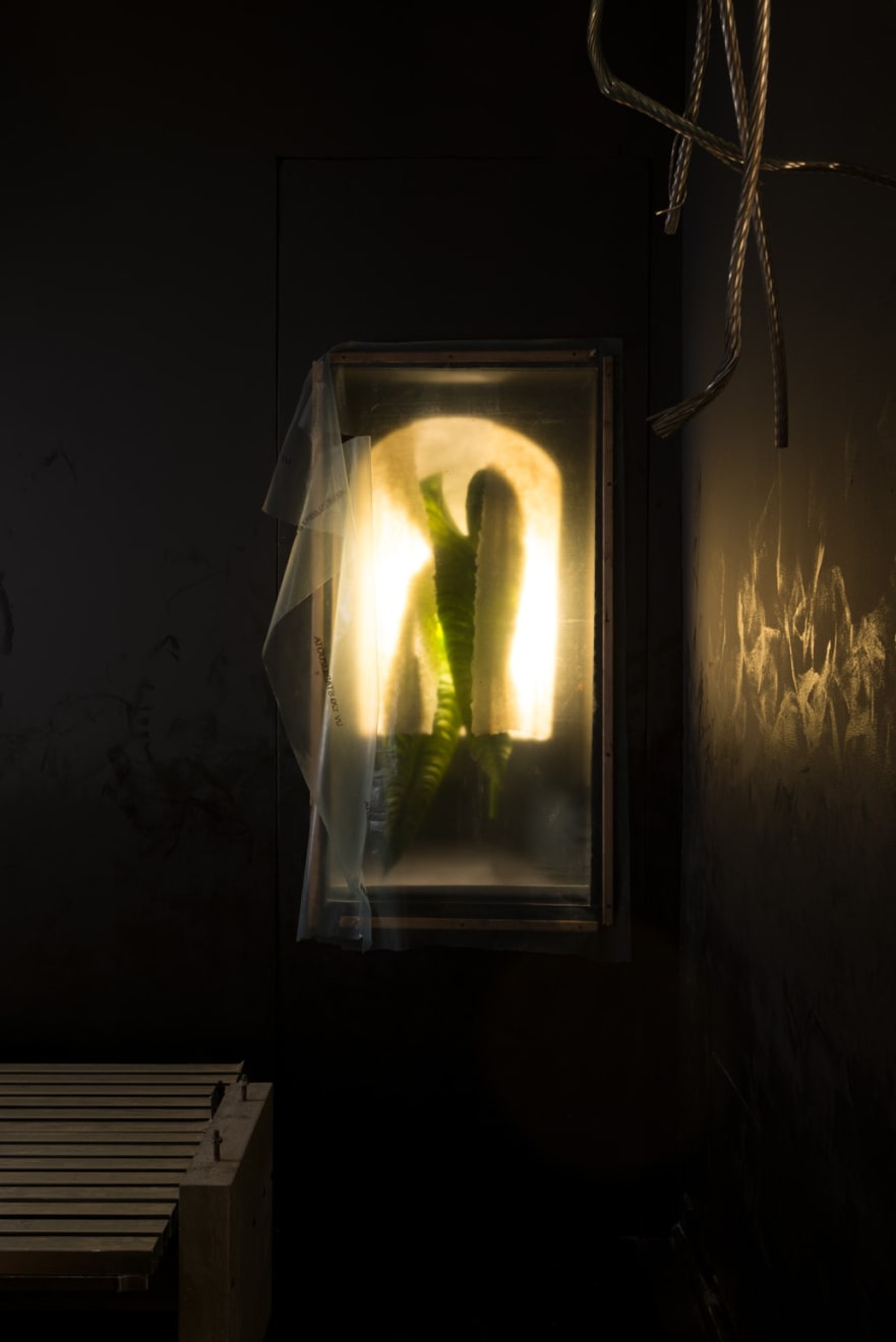 Photos by Arnas Anskaitis
