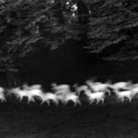Running White Deer, County Wicklow, Ireland