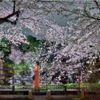 Hanami #36, Chidorigafuchi, March 24th