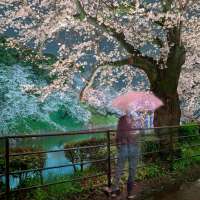 Self portrait contemplating Hanami