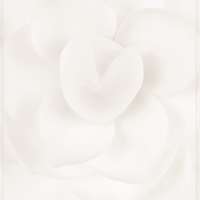 Camellia japonica ‘Alba Plena’ (WOW040)