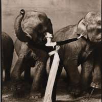 Dovima with elephants, Evening dress by Dior, Cirque d'Hiver, Paris, August