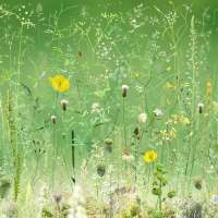 Floresta #12