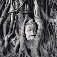 Wat Mahathat Buddha Head, Ayutthaya, Thailand