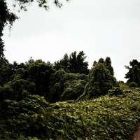 Kudzu (Road to Right), near Akron, Alabama