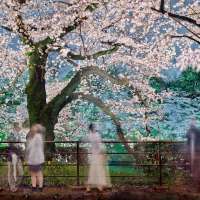 Hanami #35, Chidorigafuchi, March 24th