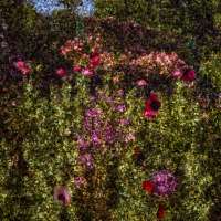 Tent-Camera Image: View of Monet's Garden #1, Giverny, France