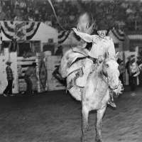 Horse, Front Seat cut off at Bottom Edge of Frame