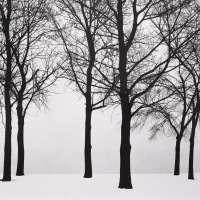 Chicago, Trees in Snow