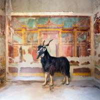 Syrnx’s Suitor, Villa Oplontis, Torre Annunziata