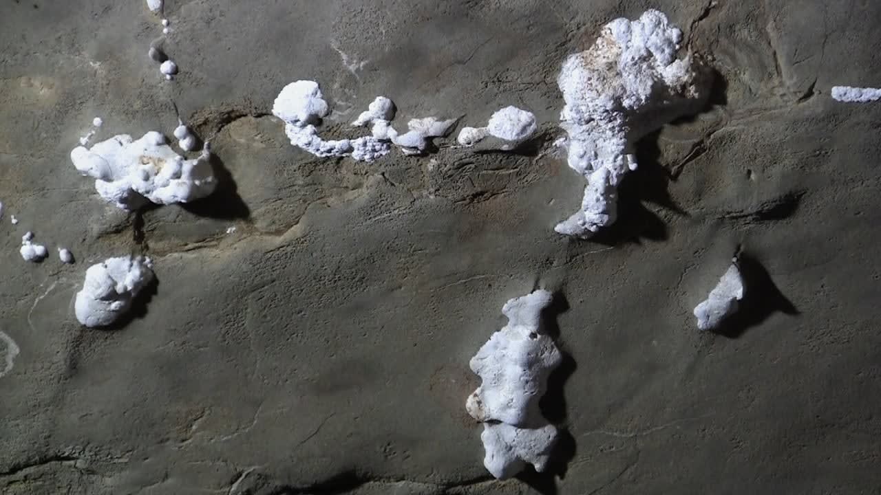 Solange Pessoa, Lonjuras, 2012-2019