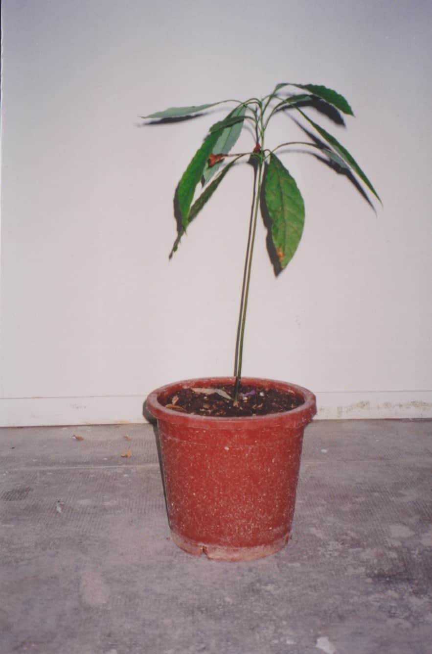 Antonio Ortega, Register (energy transmission), 1997-1998