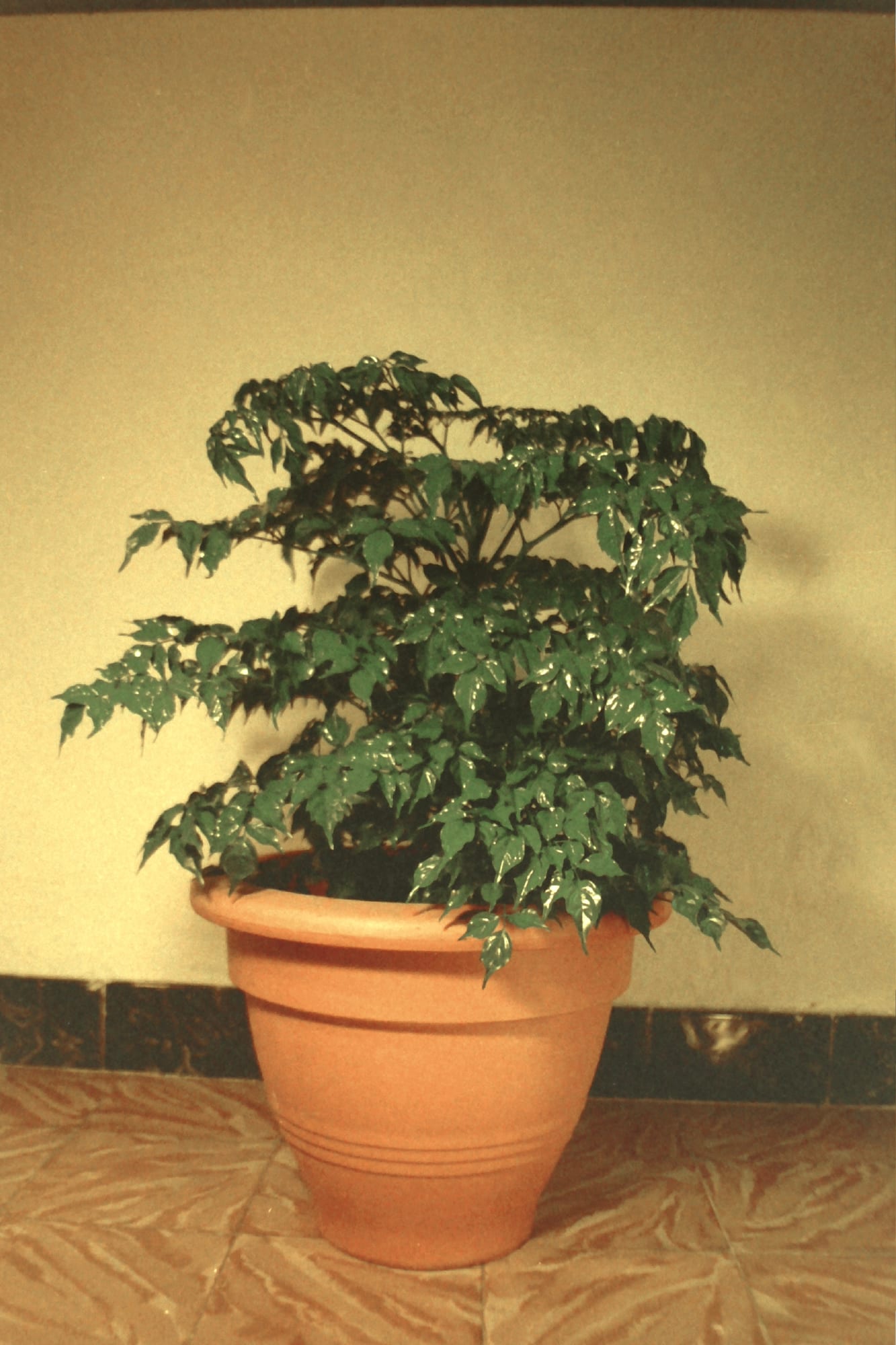 Antonio Ortega, Register (color), 1995