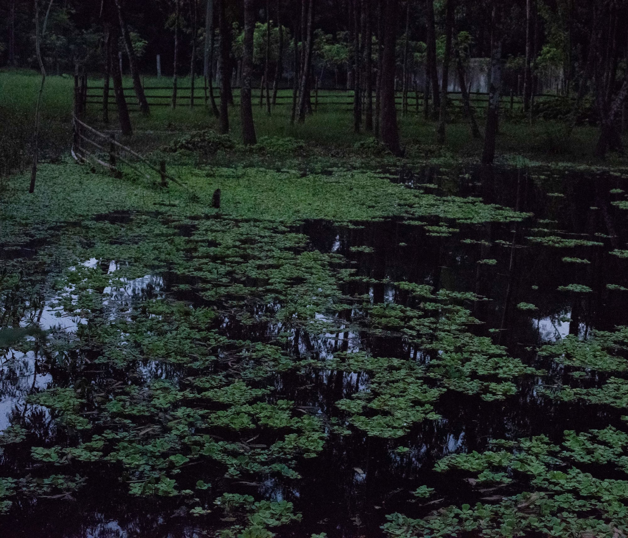 Ashfika Rahman, Files of the Disappeared, 2018 - Ongoing