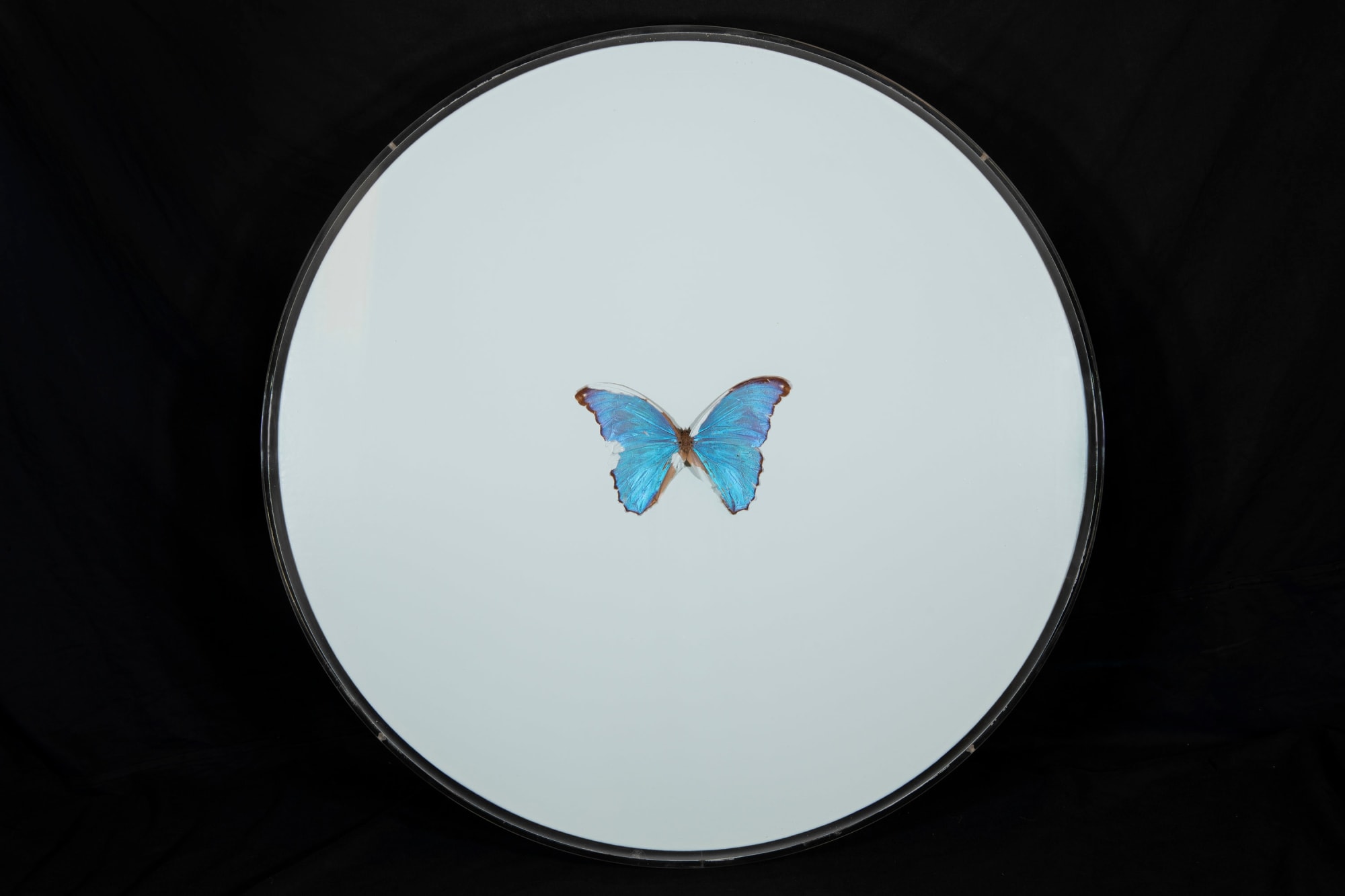 Damien Hirst, Capricorn