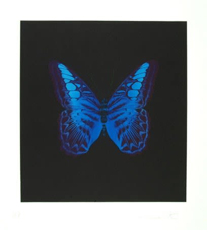 Damien Hirst, The Souls on Jacob's Ladder Take Their Flight (Indigo Blue Butterfly), unique, 2008