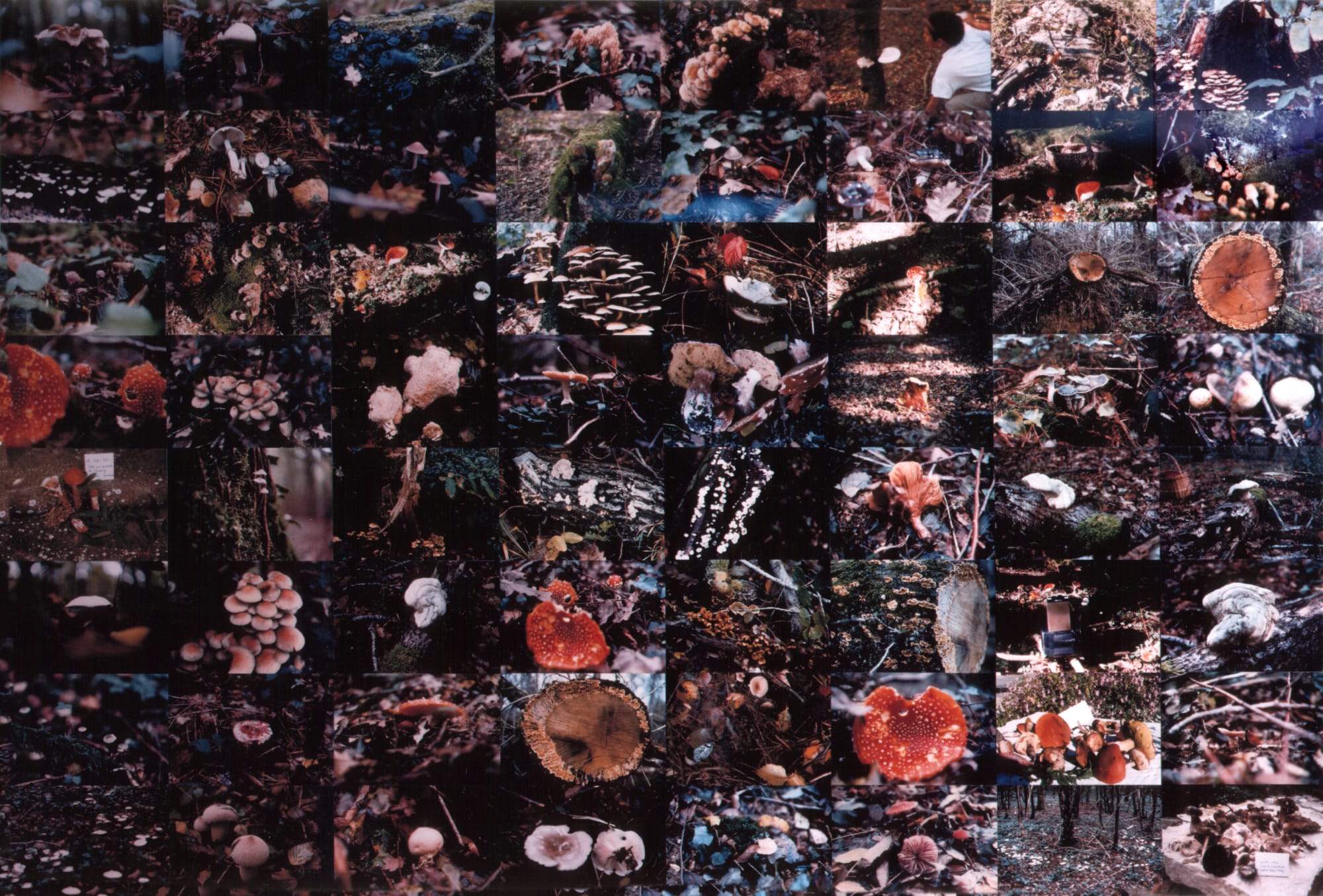 Kim Soungui, 버섯 따기 | Cueillette des champignons (Pick mushrooms), 1988-1989