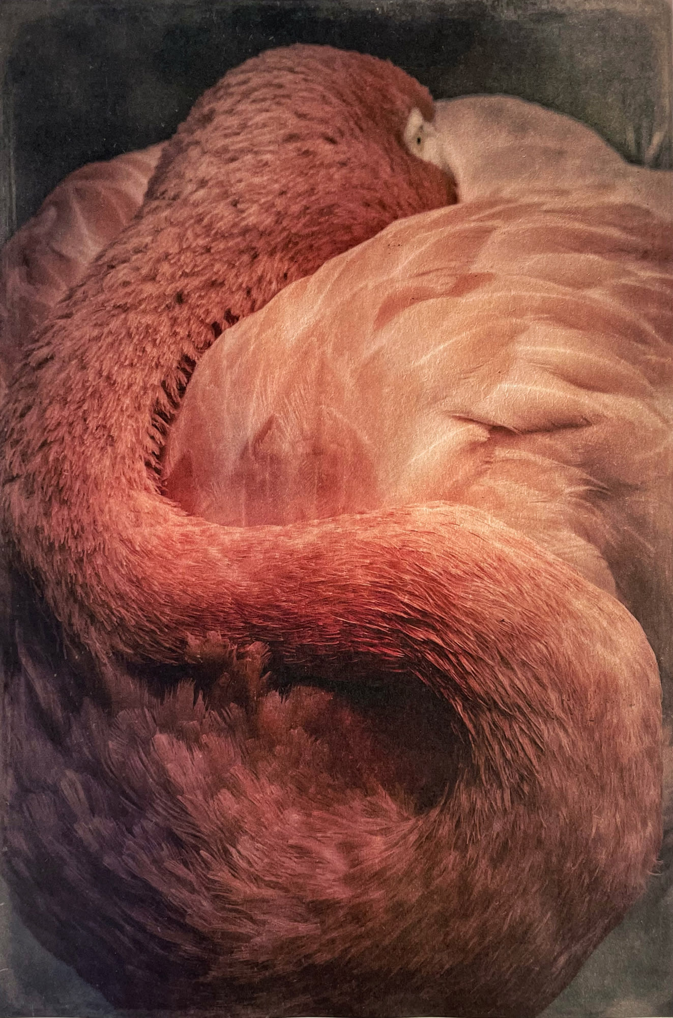 Wendi Schneider, Flamingo, 2012