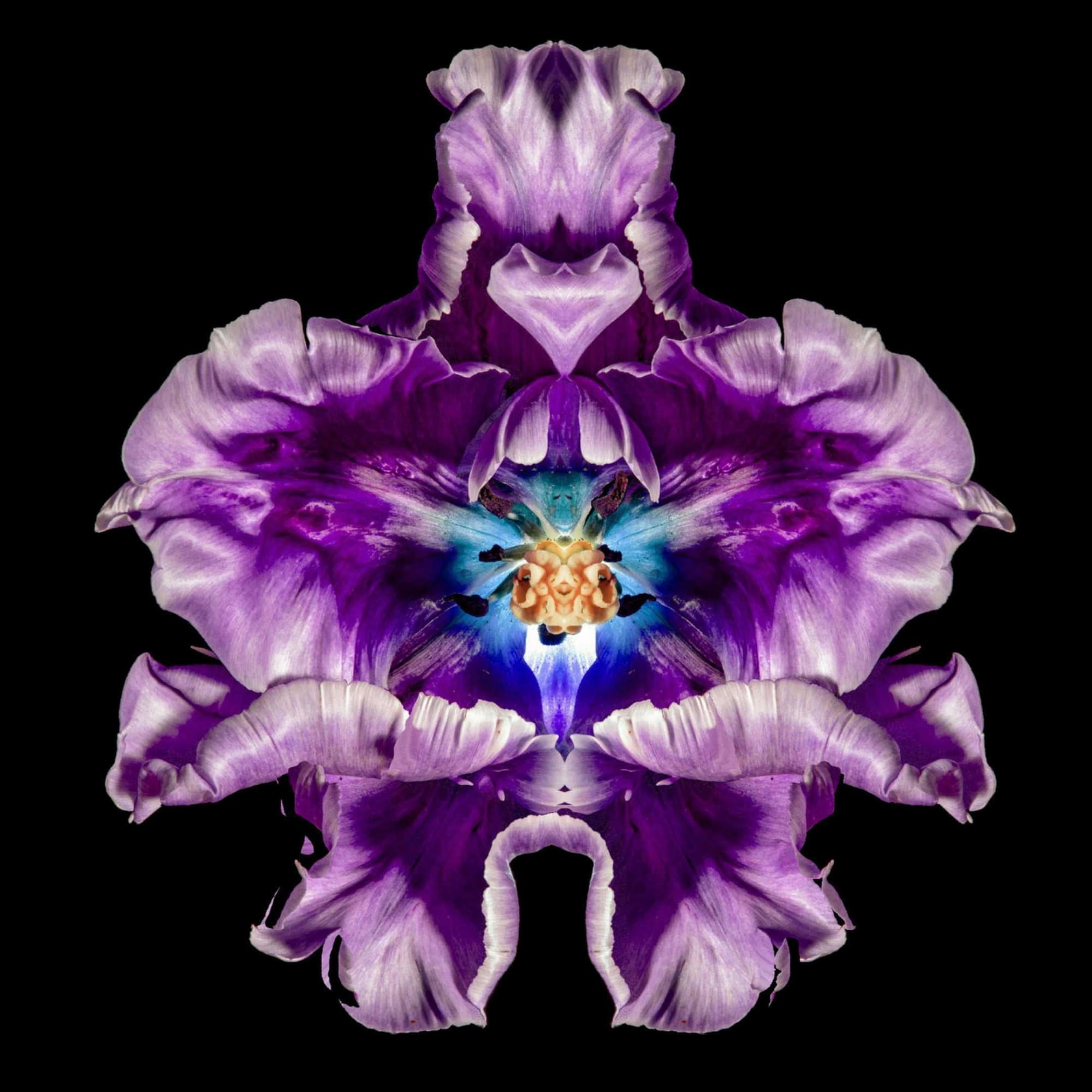 Jeff Robb, Purpureal Rex