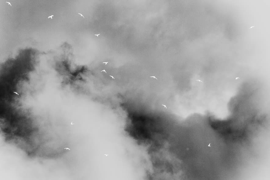 陈萧伊 Chen Xiaoyi, 横截面:群动 Crystalloid: Murmuration, 2021