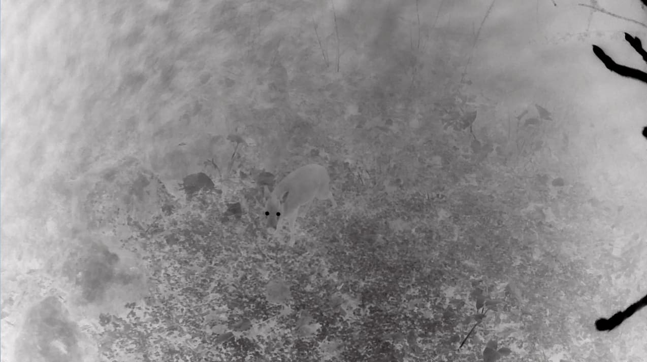 陈萧伊 Chen Xiaoyi, 心跳:鹿眼 Heartbeat: Deer’s eye, 2021