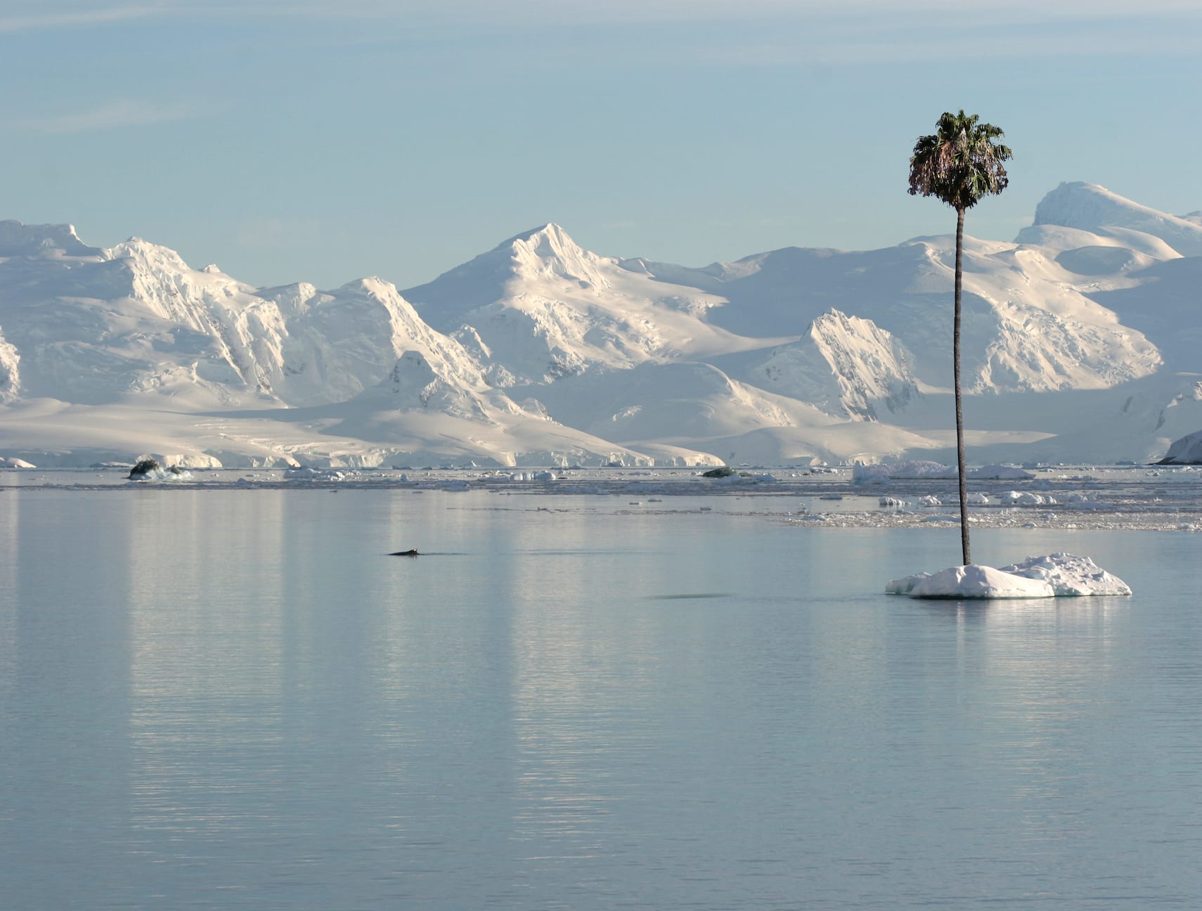Max Steven Grossman, Elephant Island, 2015
