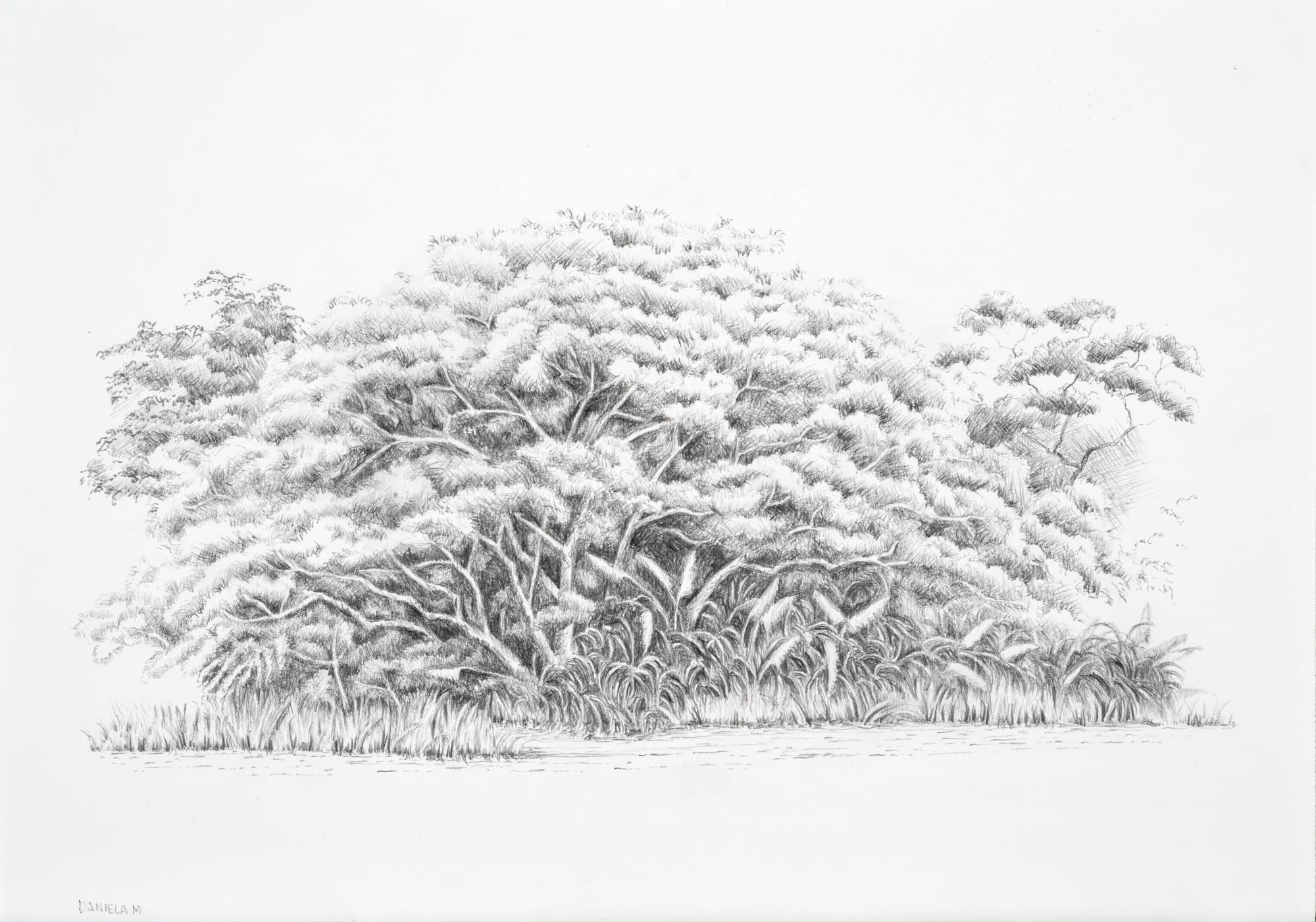 Daniela Mejia, Pencil and Paper 3, 2024