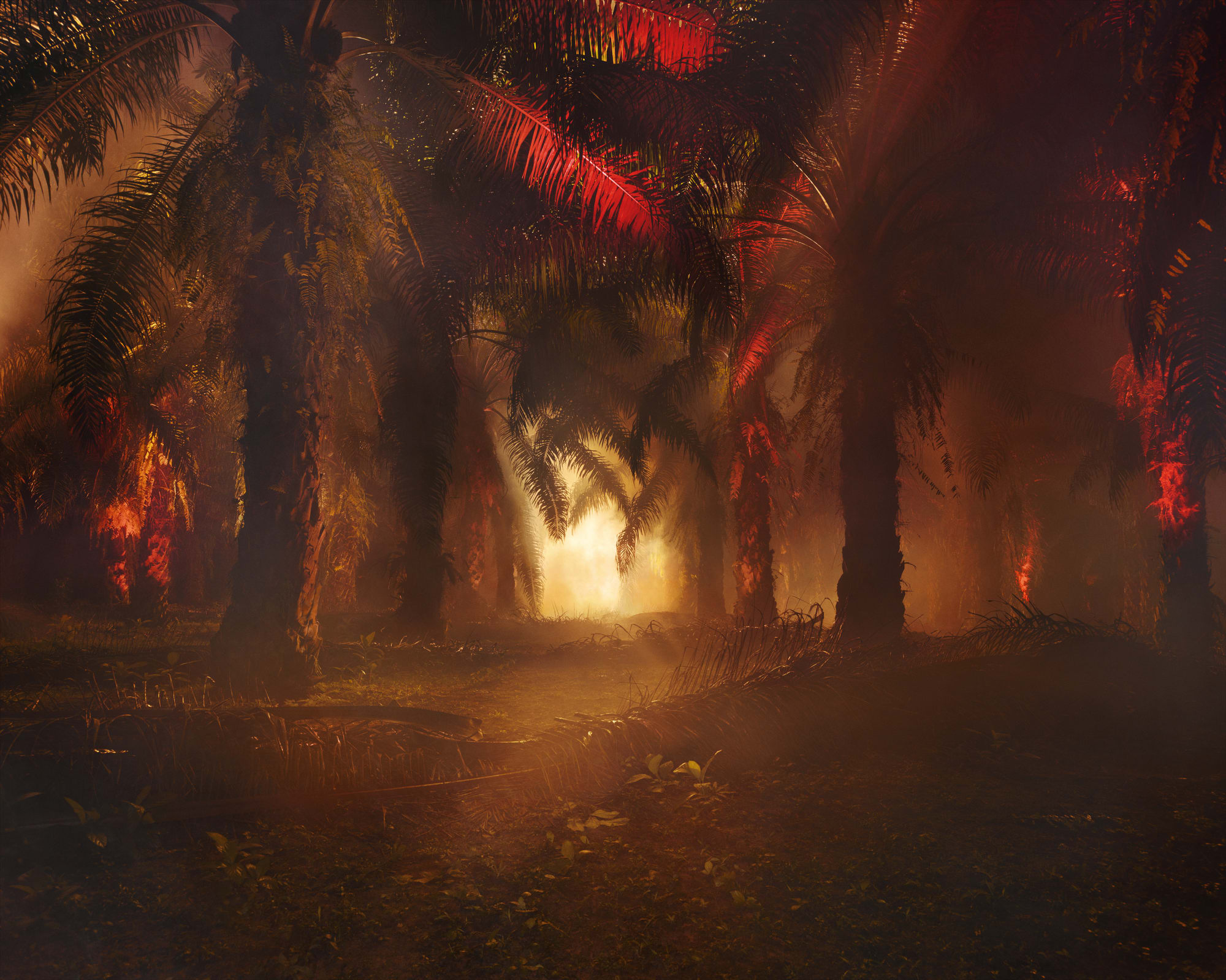 Julian Charrière, An Invitation to Disappear - Sabah, 2018