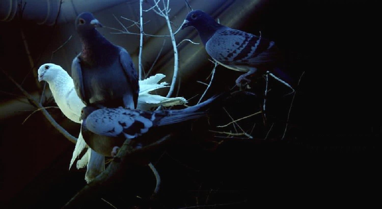 Cheng Ran, Rock dove 2, 2009