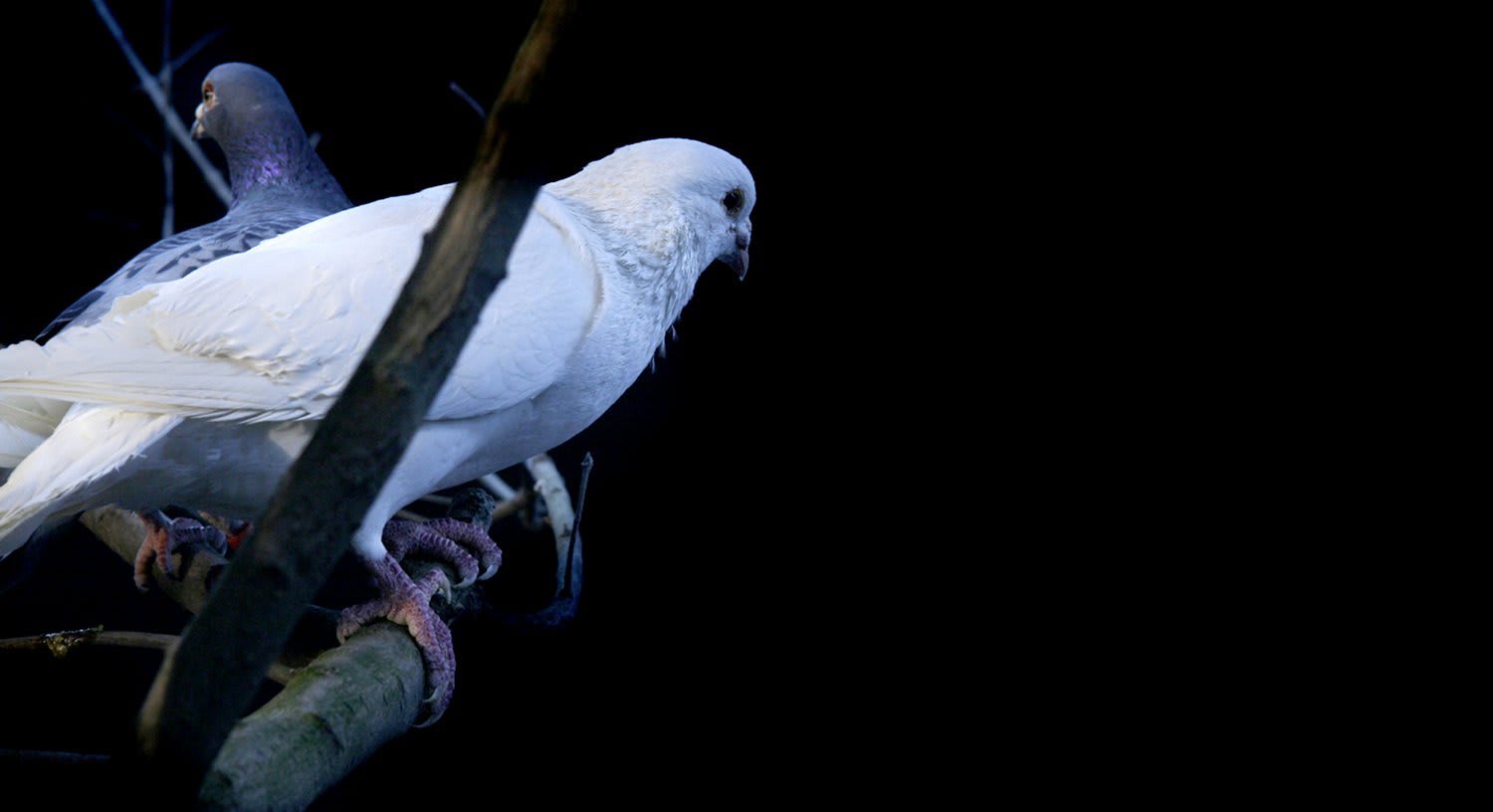 Cheng Ran, Rock Dove 1, 2009