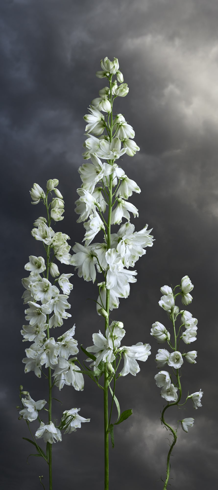 Valerie Sparks, Delphinium, 2020