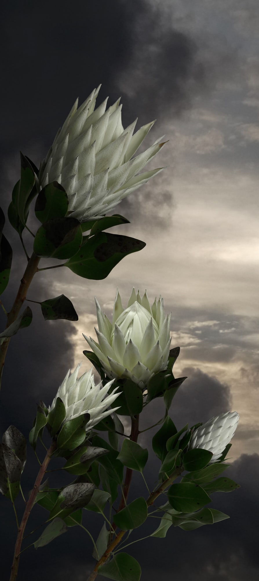 Valerie Sparks, Protea, 2019